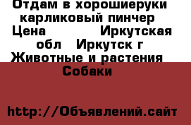 Отдам в хорошиеруки  карликовый пинчер › Цена ­ 3 000 - Иркутская обл., Иркутск г. Животные и растения » Собаки   